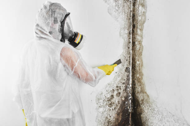Best Best Mold Removal Companies  in Molalla, OR
