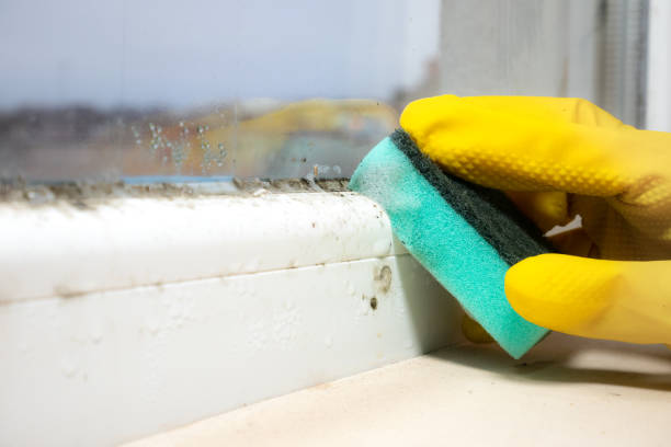 Best Professional Mold Removal  in Molalla, OR