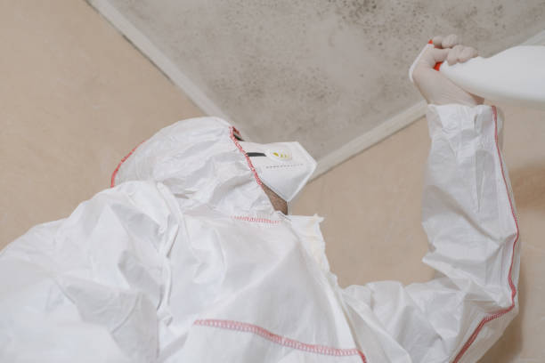 Professional Mold Removal in Molalla, OR