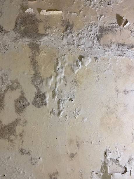 Best Mold Removal Process  in Molalla, OR