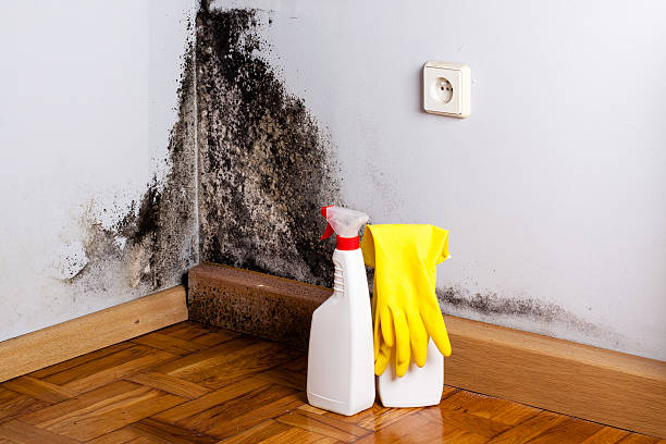 Best Black Mold Removal  in Molalla, OR