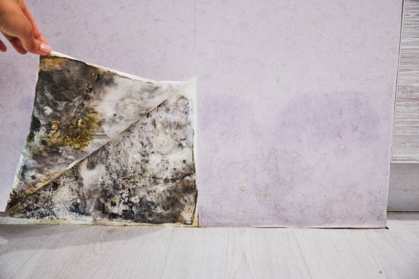 Best Mold Removal Specialists  in Molalla, OR